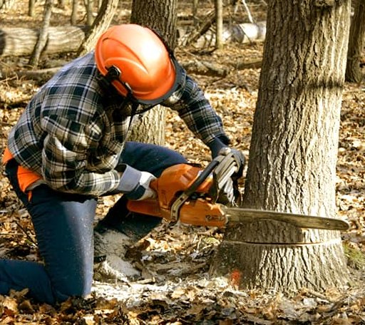 Tree Removal in Frazer, MT